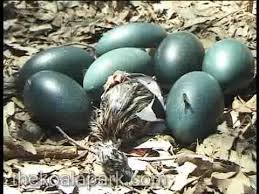 Emu Hatching Eggs